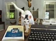 Судьба кошек Хемингуэя