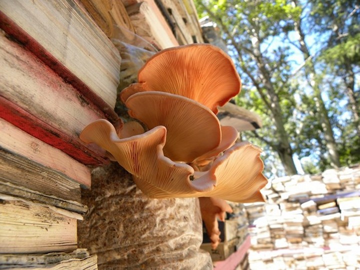 Возвращение книг в природу от Родни ЛаТуреля (Rodney LaTourelle) и Тило Фолкертса (Thilo Folkerts)