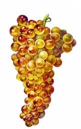 ВОЛК ОФФ. Белый Мускат Красного Камня