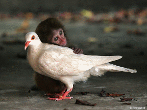 Obraz_poeticheskogo_mirovospriyatiya_htm