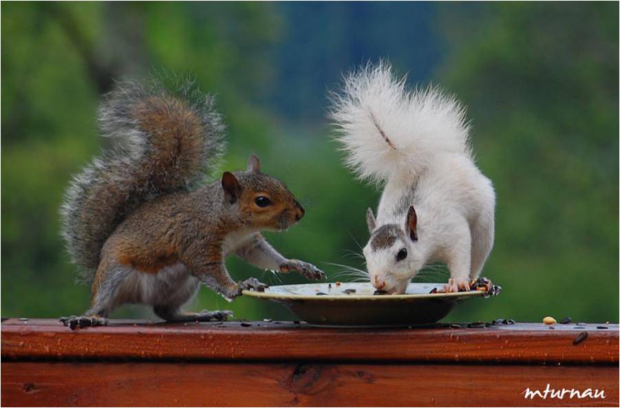 Obraz_poeticheskogo_mirovospriyatiya_htm