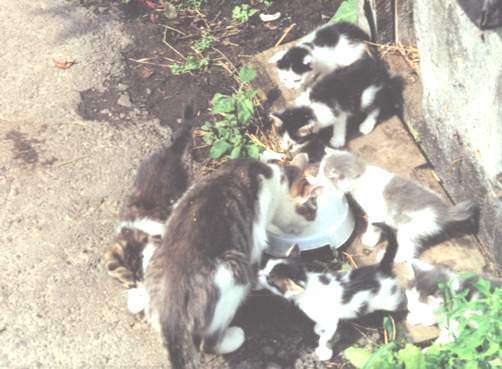 ZRCHF_i_ego__koampaniya_html_20596a61.jp