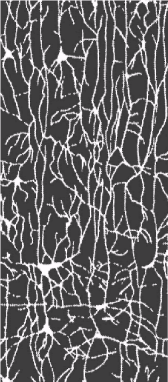 Noogenez_i_teoriya_intellekta_html_325cd