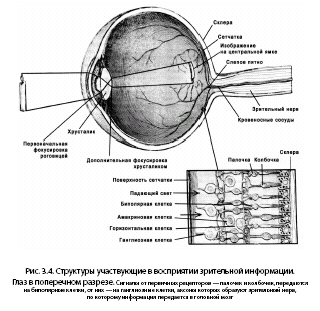 Noogenez_i_teoriya_intellekta_html_7ff30