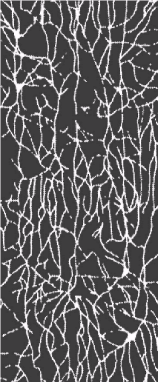 Noogenez_i_teoriya_intellekta_html_m3465