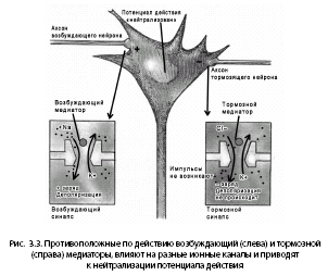 Noogenez_i_teoriya_intellekta_html_m39de