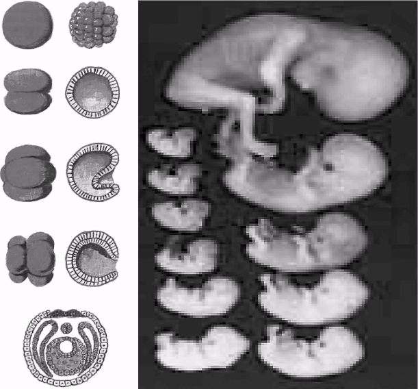 Noogenez_i_teoriya_intellekta_html_m5ed5