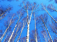 CHastushechki_pro_vseh_i_vsyo_html_m546d