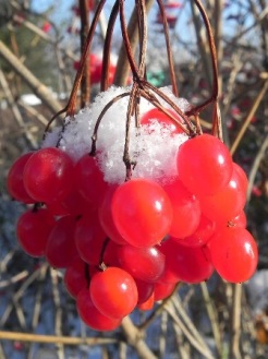 CHastushechki_pro_vseh_i_vsyo_html_m6d91