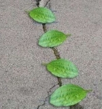 CHastushechki_pro_vseh_i_vsyo_html_m7c85