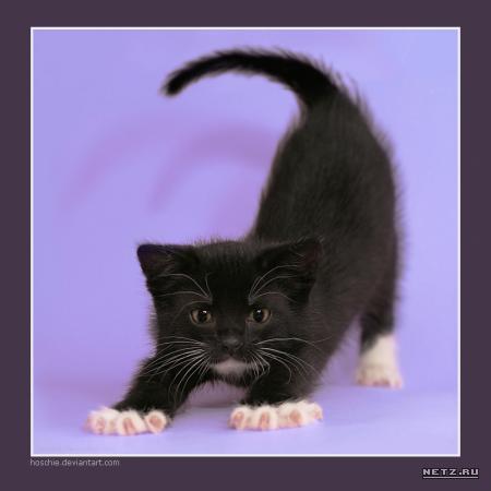 Sny_i_grezy_kota_Zahara_html_548bc9e8.jp