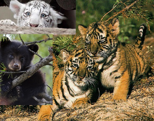 Sny_i_grezy_kota_Zahara_html_5b1c6468.jp