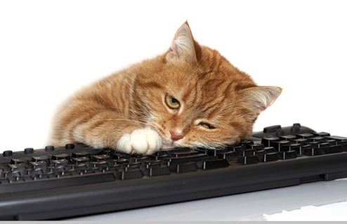 Sny_i_grezy_kota_Zahara_html_60ef014b.pn