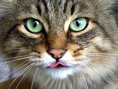 Sny_i_grezy_kota_Zahara_html_61eb5bb3.jp