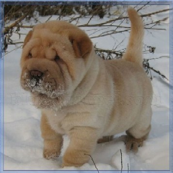 Sny_i_grezy_kota_Zahara_html_6a2863da.jp