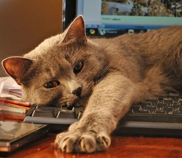 Sny_i_grezy_kota_Zahara_html_m3775894e.j