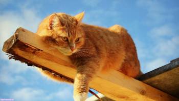 Sny_i_grezy_kota_Zahara_html_m3c05f967.j