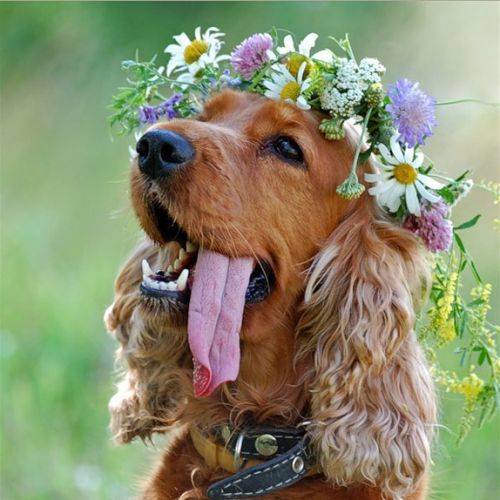 Sny_i_grezy_kota_Zahara_html_m508ab845.j