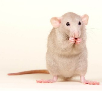 Sny_i_grezy_kota_Zahara_html_m54ee02e1.j