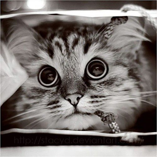 Sny_i_grezy_kota_Zahara_html_m72aae812.j