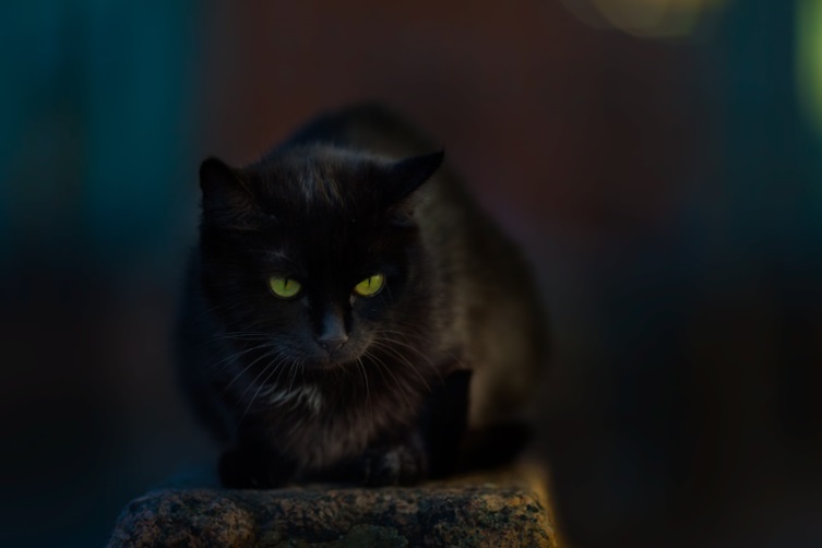 CHernyj_kot_preduprezhdaet_html_m405eb2b