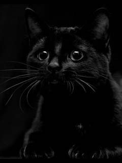 CHernyj_kot_preduprezhdaet_html_mb226e1b