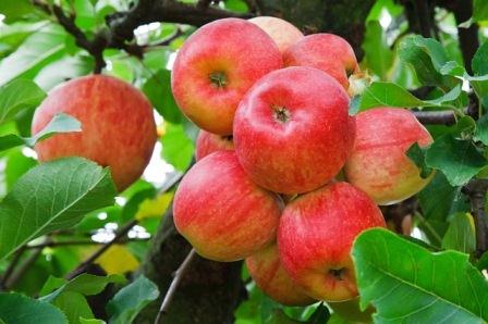 Ivan_carevich_i_molodilnye_yabloki.___sk