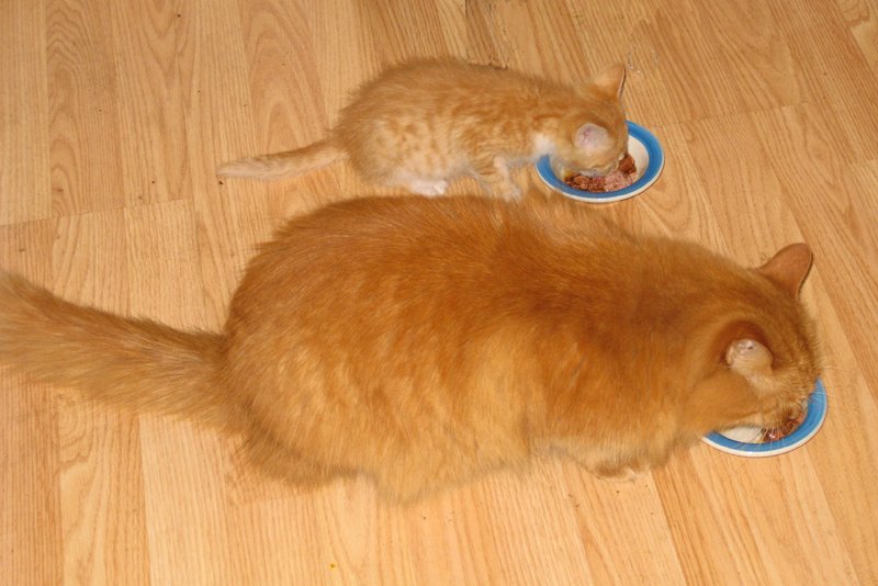 Rasskazy_o_koshke_Lyuske_html_1fe629dc.j