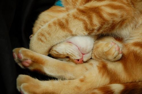 Rasskazy_o_koshke_Lyuske_html_5c00d12a.j