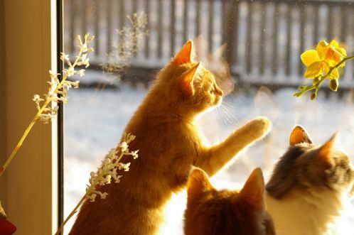 Rasskazy_o_koshke_Lyuske_html_m2d759e44.