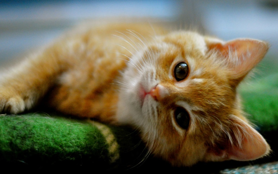 Rasskazy_o_koshke_Lyuske_html_m409480f4.