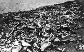 SKAZOCHNAYA_EVOLYUCIYA_O_tom_kak_ot_imen