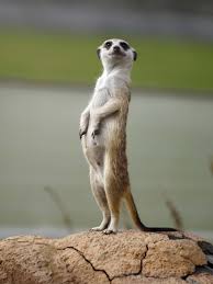 SKAZOCHNAYA_EVOLYUCIYA_O_tom_kak_ot_imen