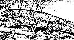 SKAZOCHNAYA_EVOLYUCIYA_O_tom_kak_ot_imen