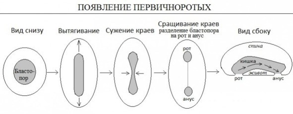 Deverbvzbzdec__Antiboltolgin_po_receptu_