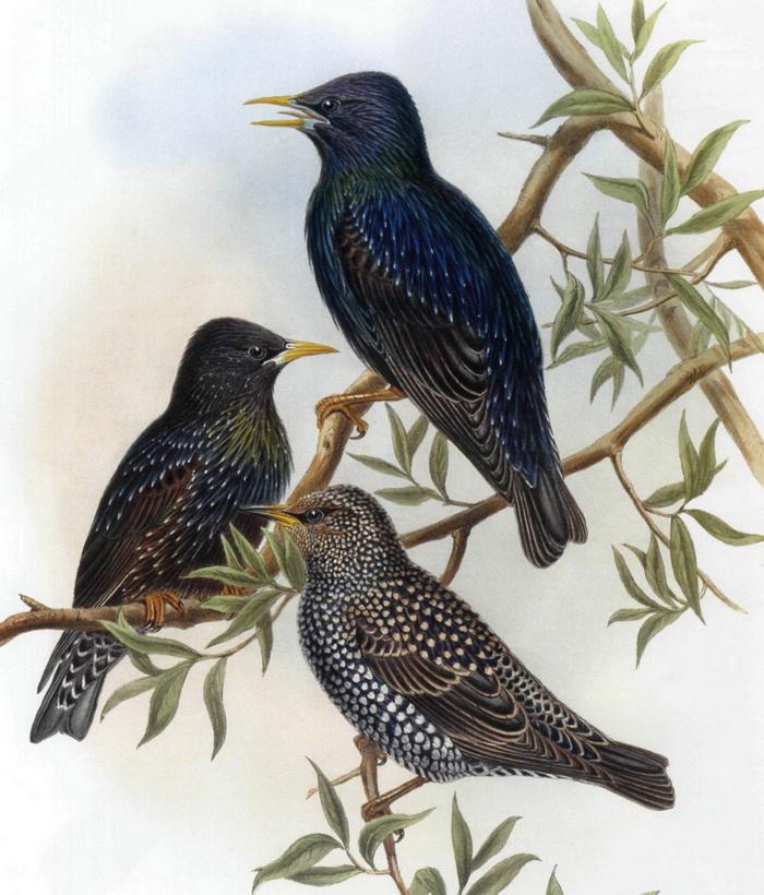 Diagnostika_slogovoj_struktury_slova_u_d